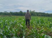 Bhabinkamtibmas Polsek BP Peliung Pantau Lahan Jagung di Desa Saung, Perkuat Program Ketahanan Pangan
