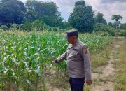 Aiptu Rusmiyadi Monitoring Lahan Jagung di Banu Ayu, Dorong Optimalisasi Ketahanan Pangan