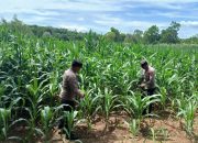 Sinergi Kanit Bimas dan Bhabinkamtibmas Polsek BP Peliung Tinjau Lahan Jagung di Pulau Negara