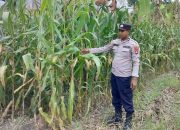Tinjau Lahan Jagung di Pulau Negara, Kanit Bimas Polsek BP Peliung Pastikan Program Pangan Berjalan Optimal