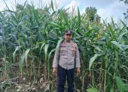Monitoring Lahan Jagung di Desa Saung, Kanit Bimas Polsek BP Peliung Perkuat Program Pangan