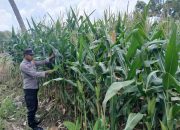 Pantau Lahan Jagung, Kanit Bimas Polsek BP Peliung Dorong Optimalisasi Ketahanan Pangan