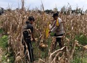Bhabinkamtibmas Desa Petanggan Intensifkan Pengecekan Lahan Jagung Dukung Ketahanan Pangan