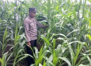 Kanit Binmas Polsek BP Peliung Monitoring Lahan Jagung di Bandar Jaya, Perkuat Ketahanan Pangan