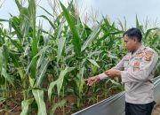Kanit Binmas Polsek BP Peliung Cek Lahan Jagung di Pahang Asri, Dorong Optimalisasi Lahan Kosong