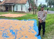 Kapolsek Buay Pemuka Peliung Dampingi Petani Jual Jagung ke BULOG, Harga Dinilai Menguntungkan