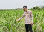 Bhabinkamtibmas Polsek Belitang II Cek Lahan Jagung Warga di Desa Batu Mas