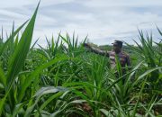 Pantau Lahan Jagung di Desa Saung, Kanit Bimas Polsek BP Peliung Dorong Produktivitas Warga