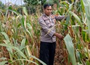 Kasium Polsek BP Peliung Lakukan Pengawasan Intensif Lahan Jagung di Banu Mas