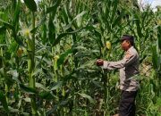 Kasium Polsek BP Peliung Gencarkan Monitoring Lahan Jagung di Desa Banu Mas