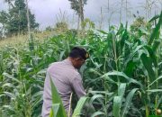 Polsek BP Peliung Perkuat Ketahanan Pangan Lewat Monitoring Rutin Lahan Jagung di Negeri Agung Jaya