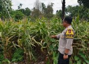 Bhabinkamtibmas Polsek BP Peliung Intensif Pantau Pertumbuhan Jagung di Lahan Ketahanan Pangan Desa Negeri Pakuan