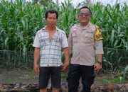 Rutin Pantau Lahan Jagung, Bhabinkamtibmas BP Peliung Perkuat Ketahanan Pangan Desa