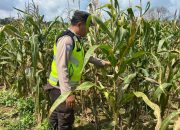 Bhabinkamtibmas Polsek BP Peliung Aktif Pantau Lahan Jagung, Dorong Kemandirian Pangan Warga