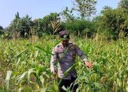 Kanit Bimas Polsek BP Peliung Lakukan Monitoring Pagi Hari Tanaman Jagung di Banu Mas