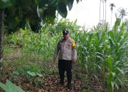 Sejak Pagi, Bhabinkamtibmas Polsek BP Peliung Pantau Pertumbuhan Jagung di Desa Pulau Negara