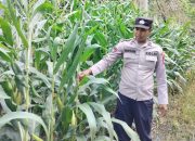 Kanit Bimas Polsek BP Peliung Tinjau Langsung Pertumbuhan Jagung di Lahan Ketahanan Pangan