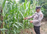Polsek BP Peliung Gencarkan Pemantauan Lahan Jagung di Negeri Agung untuk Perkuat Ketahanan Pangan