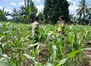 Bhabinkamtibmas Polsek BP Peliung Intensifkan Monitoring Lahan Jagung untuk Dukung Ketahanan Pangan