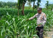 Bhabinkamtibmas Polsek BP Peliung Intensifkan Pemantauan Tanaman Jagung, Dukung Ketahanan Pangan Nasional
