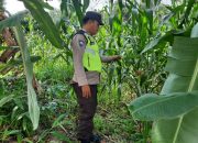 Rutin Pantau Lahan Jagung, Bhabinkamtibmas Polsek BP Peliung Perkuat Ketahanan Pangan di Desa Bantan