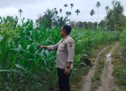 Bhabinkamtibmas Polsek BP Peliung Aktif Pantau Pertumbuhan Jagung di Lahan Ketahanan Pangan