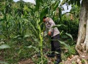 Kasium Polsek BP Peliung Pantau Lahan Jagung, Perkuat Dukungan terhadap Program Ketahanan Pangan