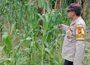 Bhabinkamtibmas Polsek BP Peliung Intensifkan Pemantauan Lahan Jagung untuk Dukung Ketahanan Pangan