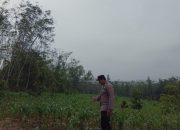 Bhabinkamtibmas Polsek Madang Suku I Monitoring Pertumbuhan Jagung Warga di Desa Jaya Bakti