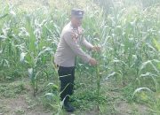 Dukung Ketahanan Pangan, Personel Polsek Belitang II Cek Lahan Jagung Milik Warga
