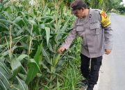 Bhabinkamtibmas Polsek BP Peliung Aktif Dampingi Petani, Pantau Pertumbuhan Jagung di Desa Banu Mas
