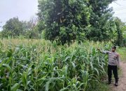 Monitoring Berkelanjutan, Kanit Bimas Polsek BP Peliung Tinjau Pertumbuhan Jagung di Bandar Jaya