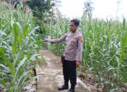 Pagi Hari, Kanit Bimas Polsek BP Peliung Lakukan Monitoring Jagung di Desa Saung untuk Dukung Ketahanan Pangan