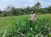 Kanit Bimas Polsek BP Peliung Intensifkan Monitoring Lahan Jagung untuk Dukung Ketahanan Pangan Nasional