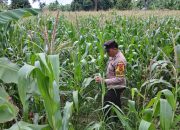 Bhabinkamtibmas Polsek BP Peliung Intensifkan Pemantauan Lahan Jagung, Dukung Ketahanan Pangan Nasional