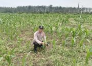 Kanit Binmas Polsek Belitang II Cek Lahan Jagung Warga, Dorong Penguatan Ketahanan Pangan