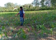 Polsek Belitang II Lakukan Pendampingan Petani, Aiptu Beni Eko S Tinjau Lahan Jagung di Purworejo