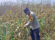 Bhabinkamtibmas Polsek BP Peliung Aktif Pantau Lahan Jagung, Perkuat Ketahanan Pangan di Desa Bantan Pelita