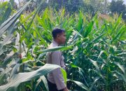 Polsek BP Peliung Optimalkan Lahan Kosong, Dukung Ketahanan Pangan Lewat Budidaya Jagung