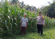 Polsek Madang Suku I Dukung Ketahanan Pangan, Anggota Pantau Lahan Jagung Warga di OKU Timur