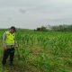 Bhabinkamtibmas Polsek Belitang II Dorong Ketahanan Pangan melalui Pemantauan Lahan Jagung Warga