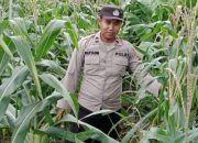 Pantau Lahan Pangan, Kanit Bimas Polsek BP Peliung Tinjau Pertumbuhan Jagung di Bandar Jaya