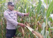 Kanit Bimas Polsek BP Peliung Intensifkan Pemantauan Tanaman Jagung di Desa Saung