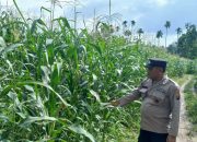 Polsek BP Peliung Lakukan Monitoring Rutin Tanaman Jagung di Desa Banu Ayu
