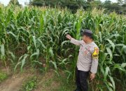 Bhabinkamtibmas Polsek Madang Suku I Pantau Perkembangan Tanaman Jagung Warga di Lubuk Harjo