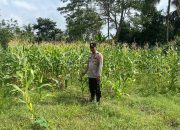 Bhabinkamtibmas Polsek Belitang II Cek Lahan Ketahanan Pangan Warga di Desa Darmabuana