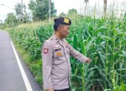 Sejak Pagi, Kanit Patroli Polsek BP Peliung Pantau Pertumbuhan Jagung di Negeri Pakuan