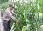 Personel Polsek BP Peliung Aktif Pantau Lahan Jagung di Pulau Negara, Dorong Produktivitas Warga