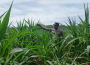 Kanit Binmas Polsek BP Peliung Tinjau Lahan Jagung di Desa Bantan, Perkuat Ketahanan Pangan Warga