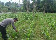 Polsek BP Peliung Intensifkan Pengawasan Lahan Jagung, Dukung Program Ketahanan Pangan Nasional
